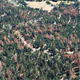 Illustration for article titled More Than 12 Million Trees Have Been Killed In Californias Drought